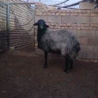 قوچ