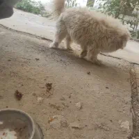 سگ پاکوتاه .نژاد تریر ماده|سگ|مینودشت, |دیوار