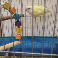 طوطی برزیلی