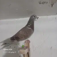 کبوتر غوره بنکی ماده