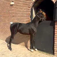 اسب اصیل خالص ایرانی