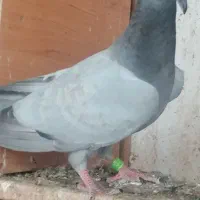 کبوتر بی خط