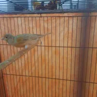 قناری ماده|پرنده|دلیجان, |دیوار