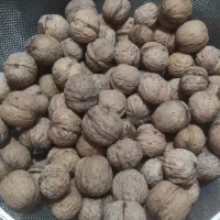 گردو استانه|خوردنی و آشامیدنی|دامغان, |دیوار