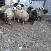 میش شهرکردی اصل|حیوانات مزرعه|مرودشت, رامجرد یک|دیوار