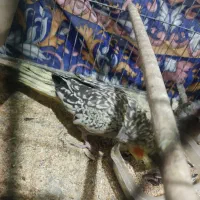 جفت عروس هلندی با جوجه|پرنده|تربت‌حیدریه, حاجی یار‎|دیوار