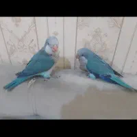 جوجه راهب سرلاکی نرم خور تست دار