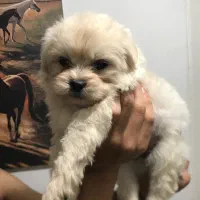 پامر شیتزو عروسکی توضیحات و بخونید|سگ|تهران, گلستان (شهرک راه آهن)|دیوار