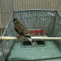 سره قناری ماده