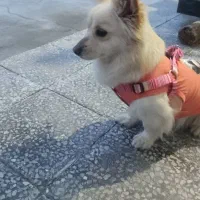 واگذاری اشپیتز خوشکل