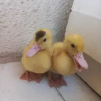 یک جفت جوجه اردک مسکویی سرحال و زبل|حیوانات مزرعه|تهران, قصر فیروزه ۲|دیوار