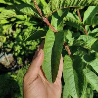 نهال گوآوا|گل و گیاه طبیعی|لاهیجان, آهندان|دیوار