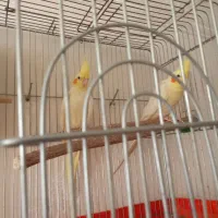 عروس هلندی لوتینو جفت نر وماده|پرنده|فردوسیه, |دیوار