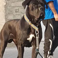 سگ نژاد دار کن کورسو