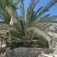 فروش درخت نخل مغ برحی