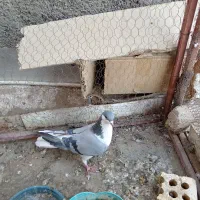 کبوتر|پرنده|اصفهان, پوریای ولی|دیوار