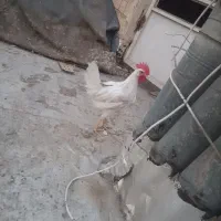 خروس