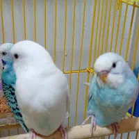 پرنده مرغ عشق