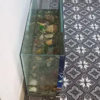 اکواریوم|ماهی|بیرجند, |دیوار