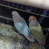 یک جفت طوطی کوتوله مولد تخم گذاشتن|پرنده|کرمان, |دیوار