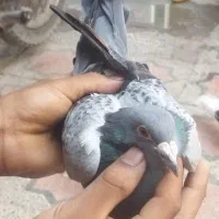 پلاکی ماده مست|پرنده|بندرعباس, |دیوار