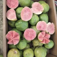 زیتون تو سرخ و زرد