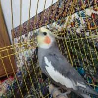 عروس هلندی نر