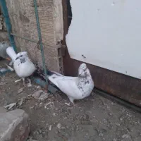 کبوتر  کاکلی