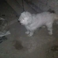 سگ پاگوتاه