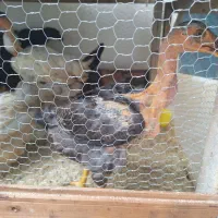 مرغ گردن لختی ۵ ماهه