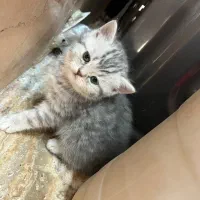 بچه گربه بریتیش اصیل خانگی|گربه|شیراز, معالیآباد|دیوار