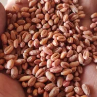 گندم اکلید فرانسوی بهترین در مقابل دیگر ارقام