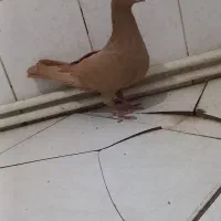 گرفتنی میزون|پرنده|نیشابور, پاستور|دیوار