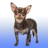 آموزش سگ های خانگی و نگهبان|خدمات پیشه و مهارت|داراب, |دیوار