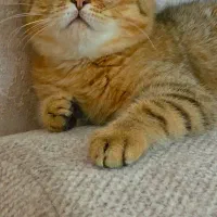 مجموعه گربه های دارای بازدید|گربه|ایلام, |دیوار