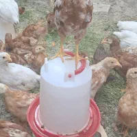 جوجه گلپایگانی ۷۰ روزه