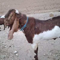 تکه گلابی گوش بلند|حیوانات مزرعه|خواف, |دیوار