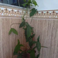 فروش گل|گل و گیاه طبیعی|چناران, |دیوار