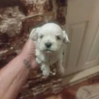 طوله سگ تریرخانگی|سگ|تبریز, |دیوار