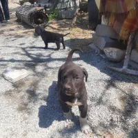 سگ نگهبان روتوایلر/توله سگ/مادر شکاری پدر روتوایلر