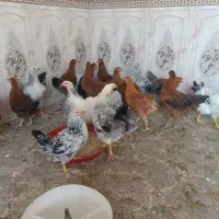 تاقچه گلپایگان|حیوانات مزرعه|مشهد, اروند|دیوار