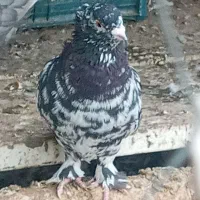 کفتر|پرنده|یاسوج, |دیوار