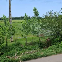 کلبه سوئیسی اجاره ایی روزانه|اجارهٔ کوتاه‌مدت ویلا و باغ|ماسال, |دیوار