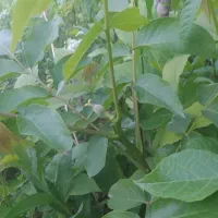 نهال گردو|خدمات باغبانی و درختکاری|مشگین شهر, |دیوار