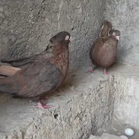 کبوتر سرابی|پرنده|برخوار, |دیوار