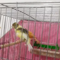 ابلق فری و سرخ.دوتا شون هم ماده است.الکی پیام ندین|پرنده|اسفراین, |دیوار