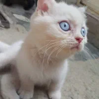 بچه گربه اسکاتیش بریتیش 3ماهه