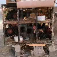 خروس سیاه دفع بلا مرغ سفید جهت قربونی|حیوانات مزرعه|رودهن, |دیوار