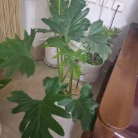 فروش گل تزیینی|گل و گیاه طبیعی|اصفهان, چرخاب|دیوار