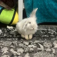 خرگوش زیبای سفید